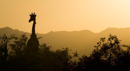 WestJet Partners with Kenya Airways to Boost Seamless Travel to Africa