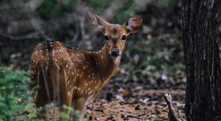 Sri Lanka Strengthens Its Wildlife Tourism Focus at Global Bird Fair 2025