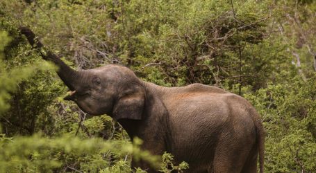 Sri Lanka Eyes Sustainable Tourism Shift to Boost Economic Growth